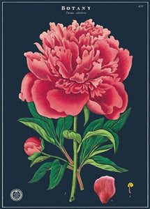 Botany Study poster