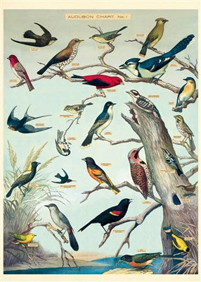 Audubon Birds Poster