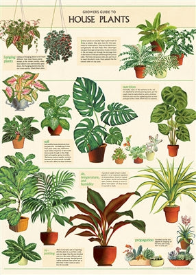 House Plants Poster