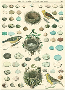 Birds, Nest, & Eggs Poster