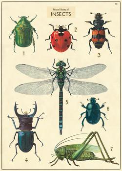 Insect Chart Poster